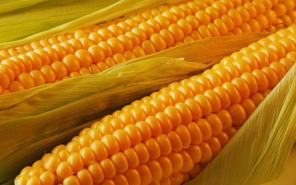 Українські аграрії збільшили площі під кукурудзою майже на 10% – аналітики компанії Pro-Consulting. Інформаційне агентство УНІАН